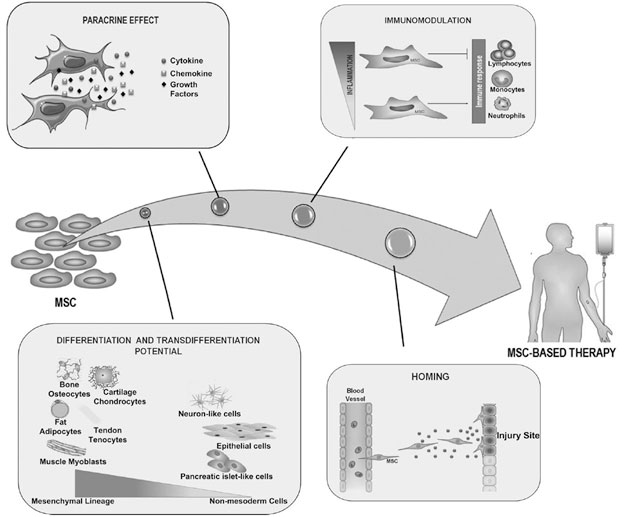 Stem-Cell